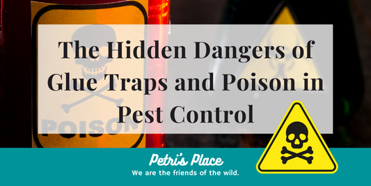 The Hidden Dangers of Glue Traps and Poison in Pest Control