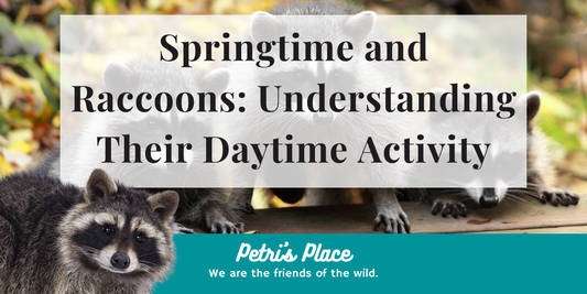 Springtime and Raccoons: Understanding Their Daytime Activity