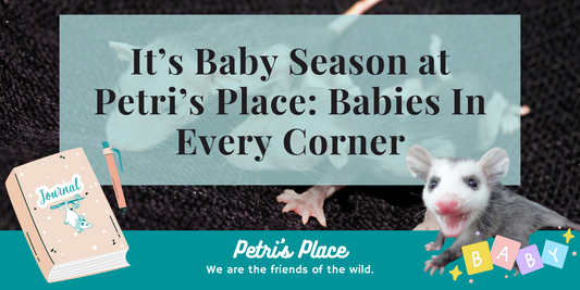 It’s Baby Season at Petri’s Place: Babies In Every Corner