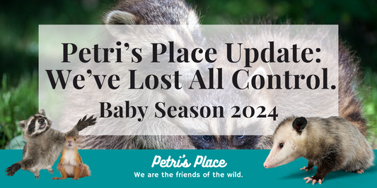 Petri’s Place Update: We’ve Lost All Control. Baby Season 2024