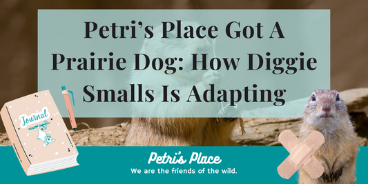 Petri's Place Got A Prairie Dog: How Diggie Smalls Is Adapting