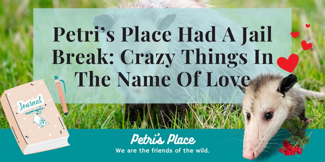 Petri’s Place Had A Jail Break: Crazy Things In The Name Of Love