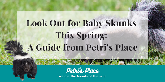 Look Out for Baby Skunks This Spring: A Guide from Petri's Place