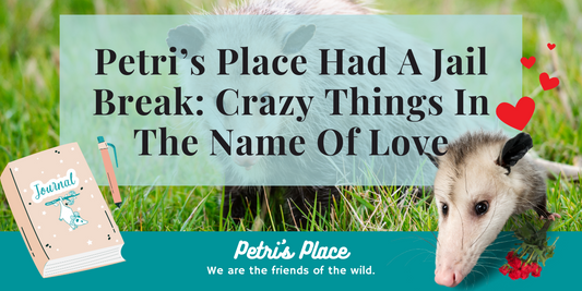 Petri’s Place Had A Jail Break: Crazy Things In The Name Of Love